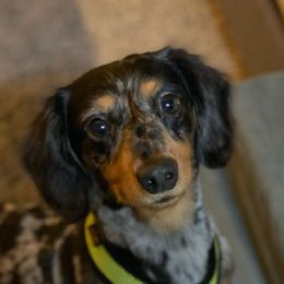 Dachshunds from El Dachshunds