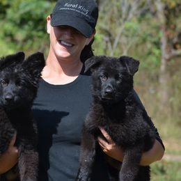 German Shepherd Puppies from Haus Godwin