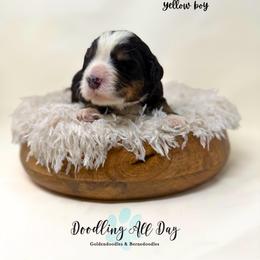 Yellow boy - Tri-color male Bernedoodle puppy in Valdese, North Carolina from Doodling All Day Goldendoodles