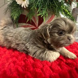 Shih Tzu Puppies from Trinity Shih Tzu