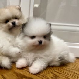 Pomeranian Puppies from Perennial Poms, LLC