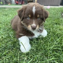 Scout - female Australian Shepherd puppy in Eugene, Oregon from Sadie Blue's Willamette Valley Aussies