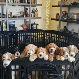 Golden Mountain Doodle puppies from Belles Golden Mountain Doodles