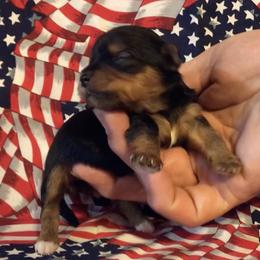 Biewer Terrier, German Shepherd, and Yorkshire Terrier Puppies from Mark Carfagno's Pups