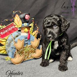 Hunter - Black male Poodle puppy in Mancelona, Michigan from Lavender poodles & doodles