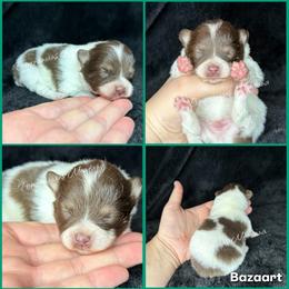 AKC Vecna - Chocolate parti male Pomeranian puppy in Saint Ignatius, Montana from Pomeranians Montana