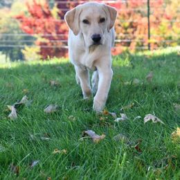 Labrador Retriever Puppies from Duck Creek Kennels