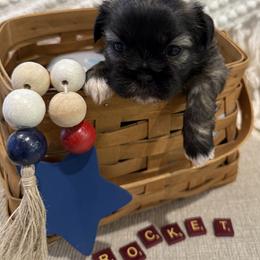 Shichon Puppies from Burton Creek Puppies