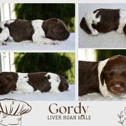 Gordy - Liver roan male Brittany puppy in Hollidaysburg, Pennsylvania from Royal Flush Farms