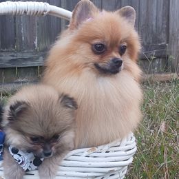Pomeranians from Cloud Claws