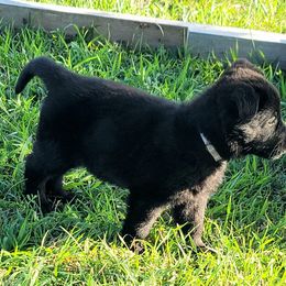 German Shepherd Puppies from Woodhill K9