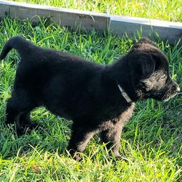 German Shepherd Puppies from Woodhill K9