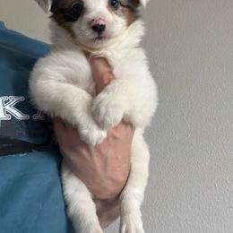 Matcha - Blue merle female Toy Australian Shepherd puppy in Georgetown, Texas from Minikin Manor