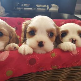 Cavalier King Charles Spaniel Puppies from Diamond Valley Ranch