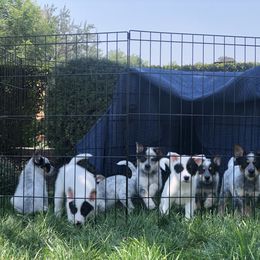 Australian Cattle Dog Puppies from Intermountain Australian Cattle Dogs