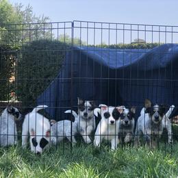 Australian Cattle Dog Puppies from Intermountain Australian Cattle Dogs