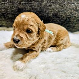 Leroy - Red  male Goldendoodle puppy in Forest, Ohio from Mini Doodle Buddies