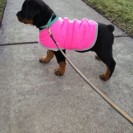 Rottweiler Puppies from Rose Red Rottweilers