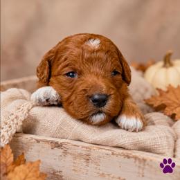 Eden - Red  female Goldendoodle puppy in Hendersonville, Tennessee from Ben's Best Buddy Goldendoodles