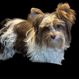 Godiva - Yorkshire Terrier