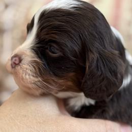 Cherish - Chocolate female Cavapoo puppy in Beckley, West Virginia from By Design Doodles