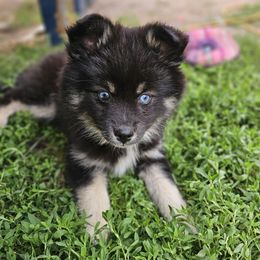 Pomsky Puppies from VooDoux Farms