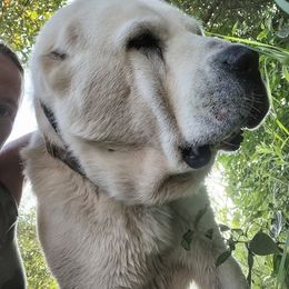 Central Asian Shepherd Dog Puppies from Guardian Dog