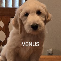 Goldendoodle Puppies from Sancass'd Goldendoodles