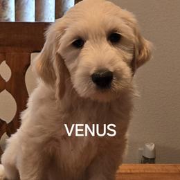 Goldendoodle Puppies from Sancass'd Goldendoodles