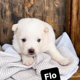 Flo - White female Pomsky puppy in Grass Valley, California from Karalot Pomskies