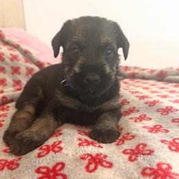 PS BOY - Pepper and salt male Giant Schnauzer puppy in Mason, Ohio from Bourbon Country Schnauzers