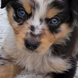 Australian Shepherds from Just family Aussies