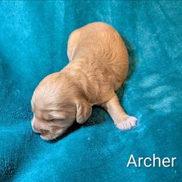 Archer - Golden male Cockapoo puppy in Sunset, Louisiana from Cano Cockapoos