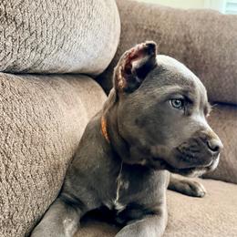 Orange Collar Male - Gray male Cane Corso puppy in Atlanta, Georgia from Cane Corso’s of Atlanta