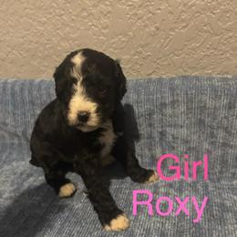 Roxy - Black and white female Bernedoodle puppy in Battle Creek, Michigan from T-Rose’s Bernedoodle & Pomsky Puppies