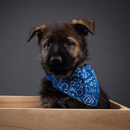 German Shepherd Puppies from Barenstadt Kennels