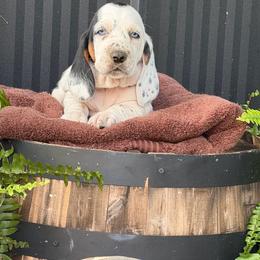 Orange Collar Female - Black and white female Basset Hound puppy in Manchester, Tennessee from Middle TN Leopard Catahoulas and Middle TN Bassett Hounds