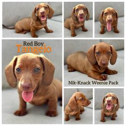 Tangelo - Red male Dachshund puppy in Florida from Niki Humphries' Dachshunds