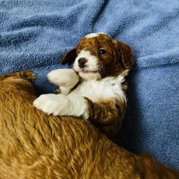 Goldendoodle Puppies from Labradoodleday