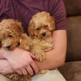 Poodles from Ember Hills Poodles