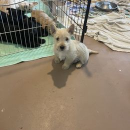 Green collar - Wheaten female Scottish Terrier puppy in Brule, Nebraska from Scottyland Yard