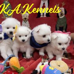 American Eskimo Dogs from Ketura’s Angels Kennels