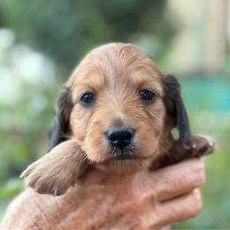 Rosie - Red female Dachshund puppy in California from Longboard Dachshunds