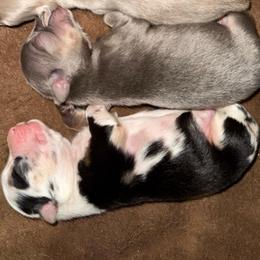 Boy 5 - Blue merle male Australian Shepherd puppy in Iola, Texas from MK Aussies