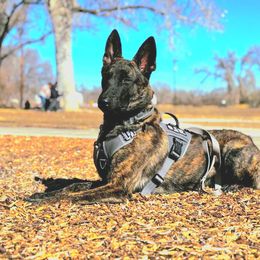 Dutch Shepherd All Grown Up from TDChase K9s