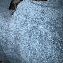 Female 5 - Black female Cane Corso puppy in Pearland, Texas from Lonestar Corso Kennels