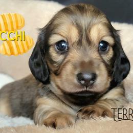 Gnocchi - Cream female Dachshund puppy in Parma, Idaho from Terracane Dachshunds & Sunwell Golden Retrievers