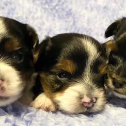 Biewer Terriers and Yorkshire Terriers from [580] Biewers and Yorkies