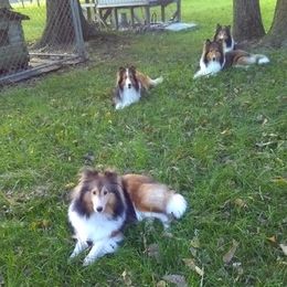 Shetland Sheepdogs from Heritage Hills Shetland sheepdogs