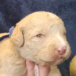 Boy 1 - Caramel red male Labradoodle puppy in Fostoria, Michigan from North Country Kennel Club